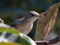 Subalpine-Warbler.jpg