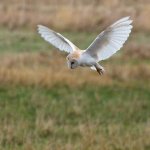 barn owl.jpg