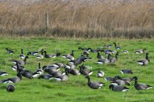 brent geese.jpg