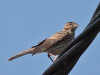 Cirl-Bunting.jpg