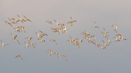 golden plovers.jpg