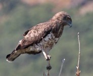 Short-toed-Eagle.jpg