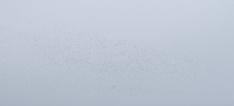 golden plover flock.jpg