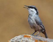 Rock-Nuthatch.jpg