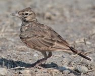 Crested-Lark.jpg