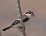 Woodchat-Shrike.jpg