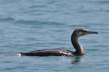 Cormorant.jpg