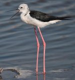 Black-winged-Stilt.jpg