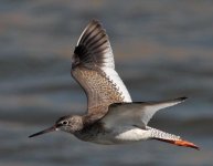 Redshank.jpg