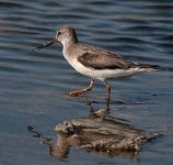 Terek-Sandpiper.jpg