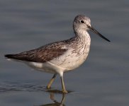 Greenshank.jpg