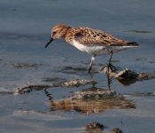 Little-Stint.jpg