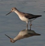 Terek-Sandpiper3.jpg