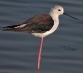 Black-winged-Stilt2.jpg