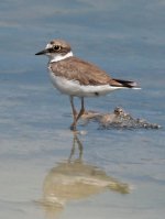 Little-Ringed-Plover2.jpg