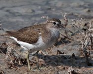 Common-Sandpiper.jpg