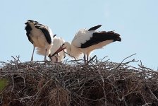 White-Storks.jpg