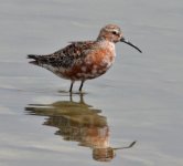 Curlew-Sandpiper.jpg