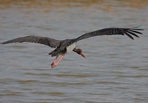 Black-Stork.jpg