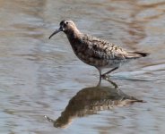 Curlew-Sandpiper2.jpg