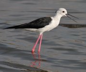 Black-winged-Stilt3.jpg