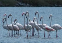 Flamingos2.jpg