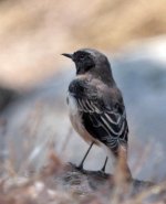 Black-eared-Wheatear3.jpg