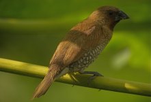 DSCN2632 Scaly-breasted Munia bf .jpg