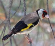 Goldfinch.jpg