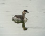 BNGrebe2.jpg