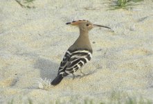 Common Hoopoe 4567.jpg