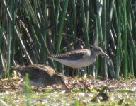 Wood Sand 4.jpg