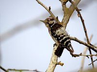 IMG_4822_Lesser Spotted Woodpecker.jpg