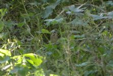 Black-faced Bunting.jpg