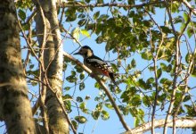 Great-spotted Woodpecker.jpg