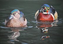 Wood Duck Pair 5x7.JPG