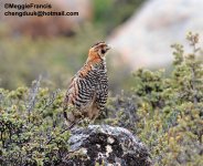 Tibetan Partridge.jpg