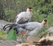 white-eared pheasant.jpg