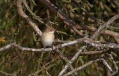 Collared Flycatcher.jpg