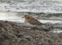 Beddington Farm Pectoral Sandpiper 2.jpg