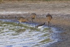 BT Godwits & Sandpiper.jpg