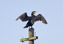 Cormorant.jpg