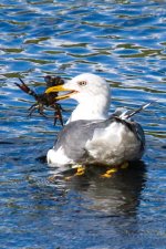 Gull-Crayfish.jpg