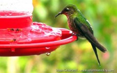 Endemic_female_Black-backed_Thornbill.JPG