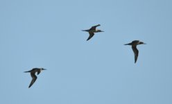 Beddington Farm Northern Gannet 2.jpg