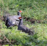 Blue-eared pheasant.jpg