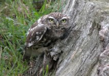 Little-Owl1.jpg