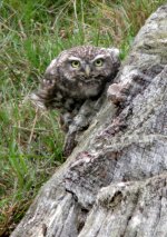 Little-Owl4.jpg