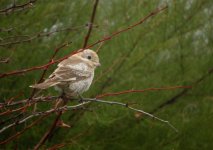 Woodchat-Shrike1.jpg