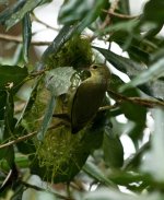 Little Green Sunbird (Kibale Forest, Uganda).jpg